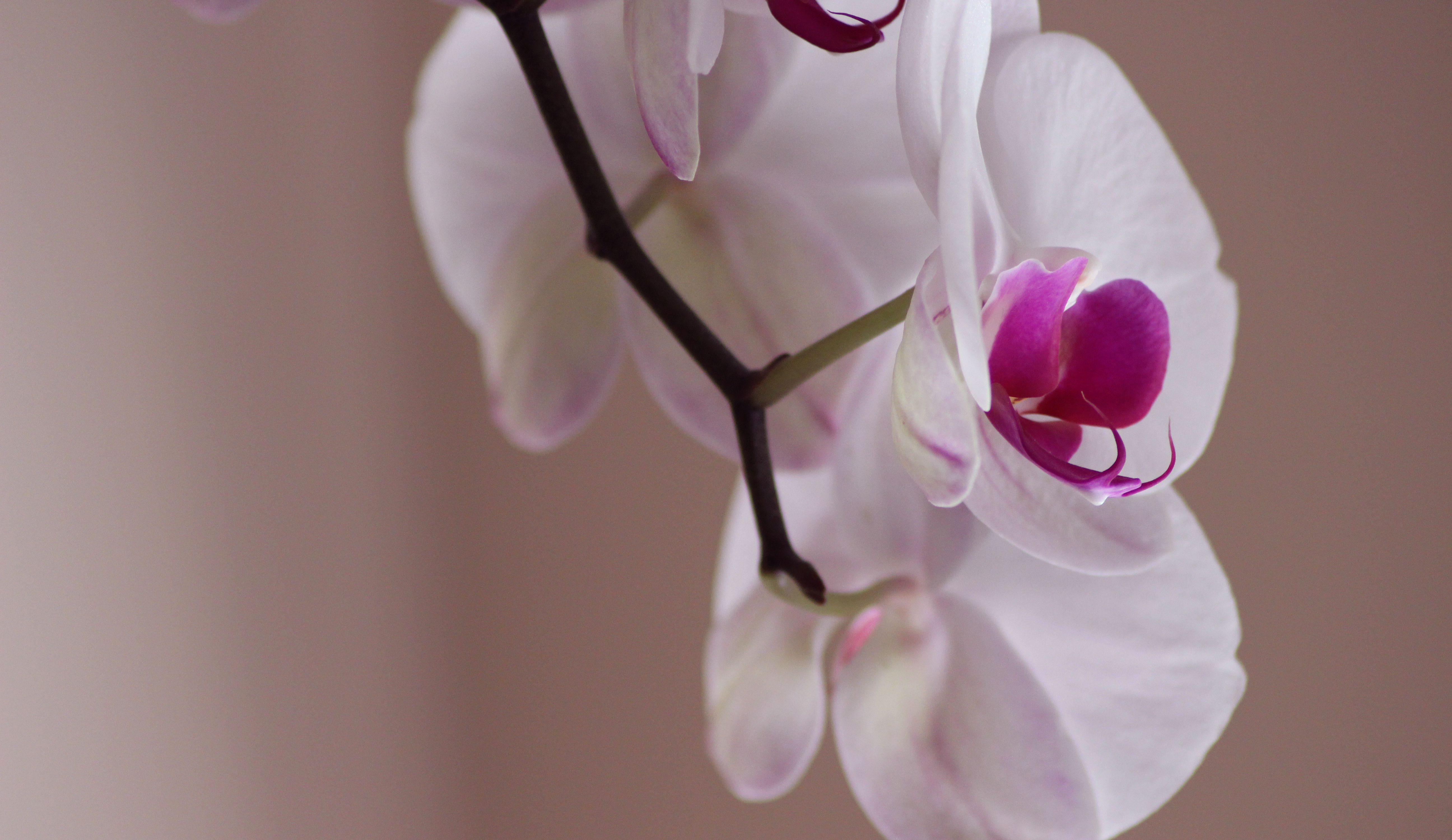 Orquídea