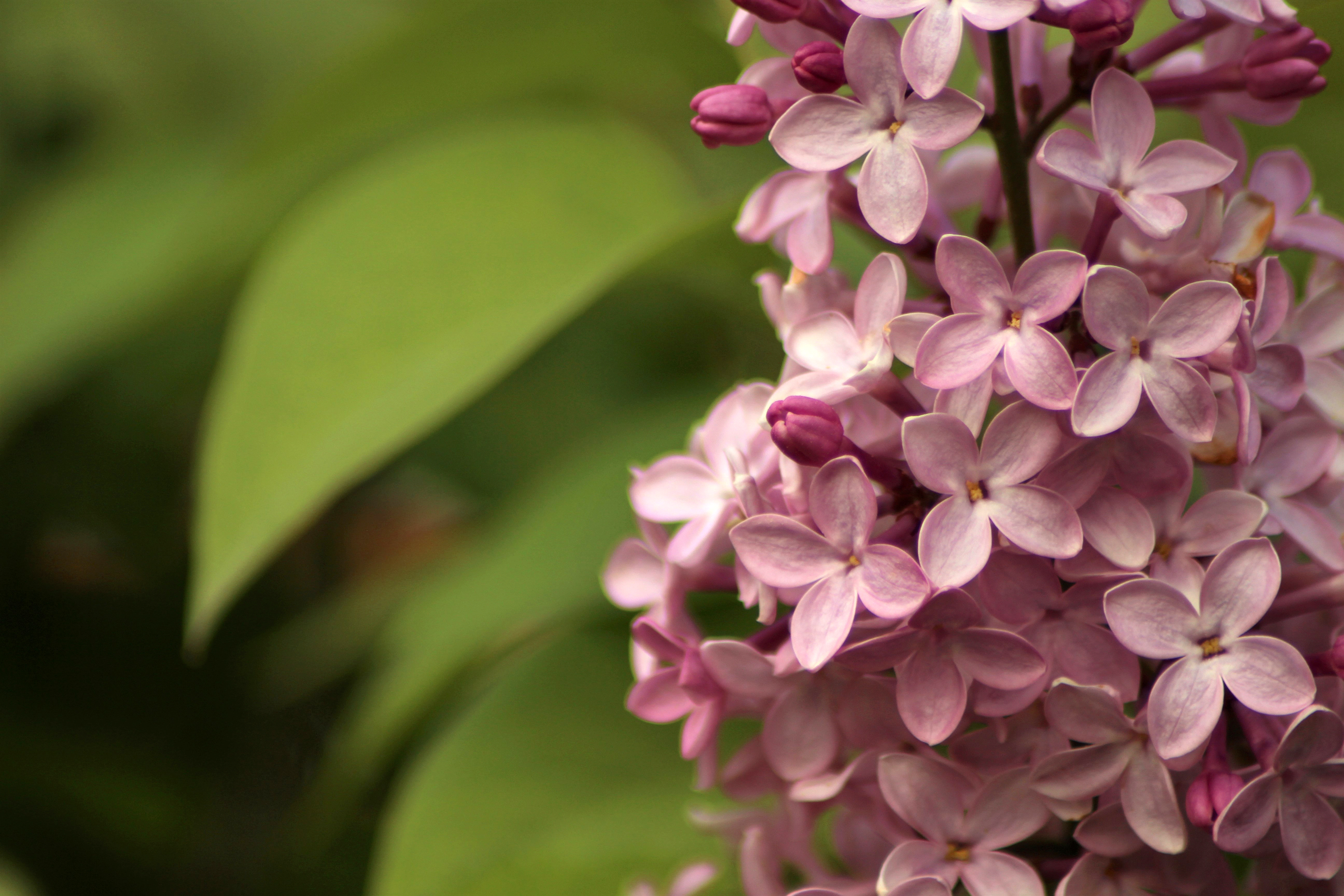 Primavera