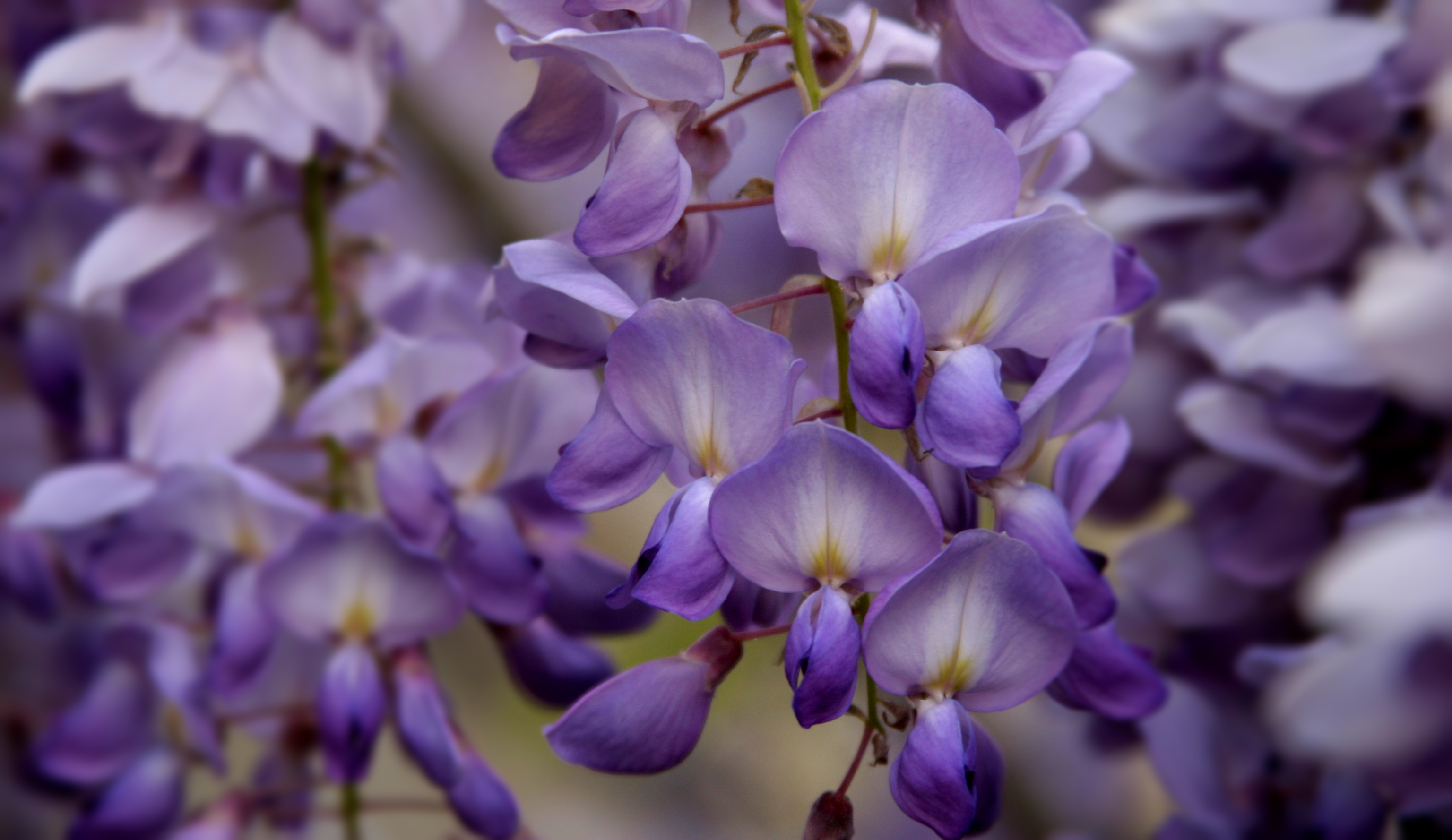 Ramo de Lilas