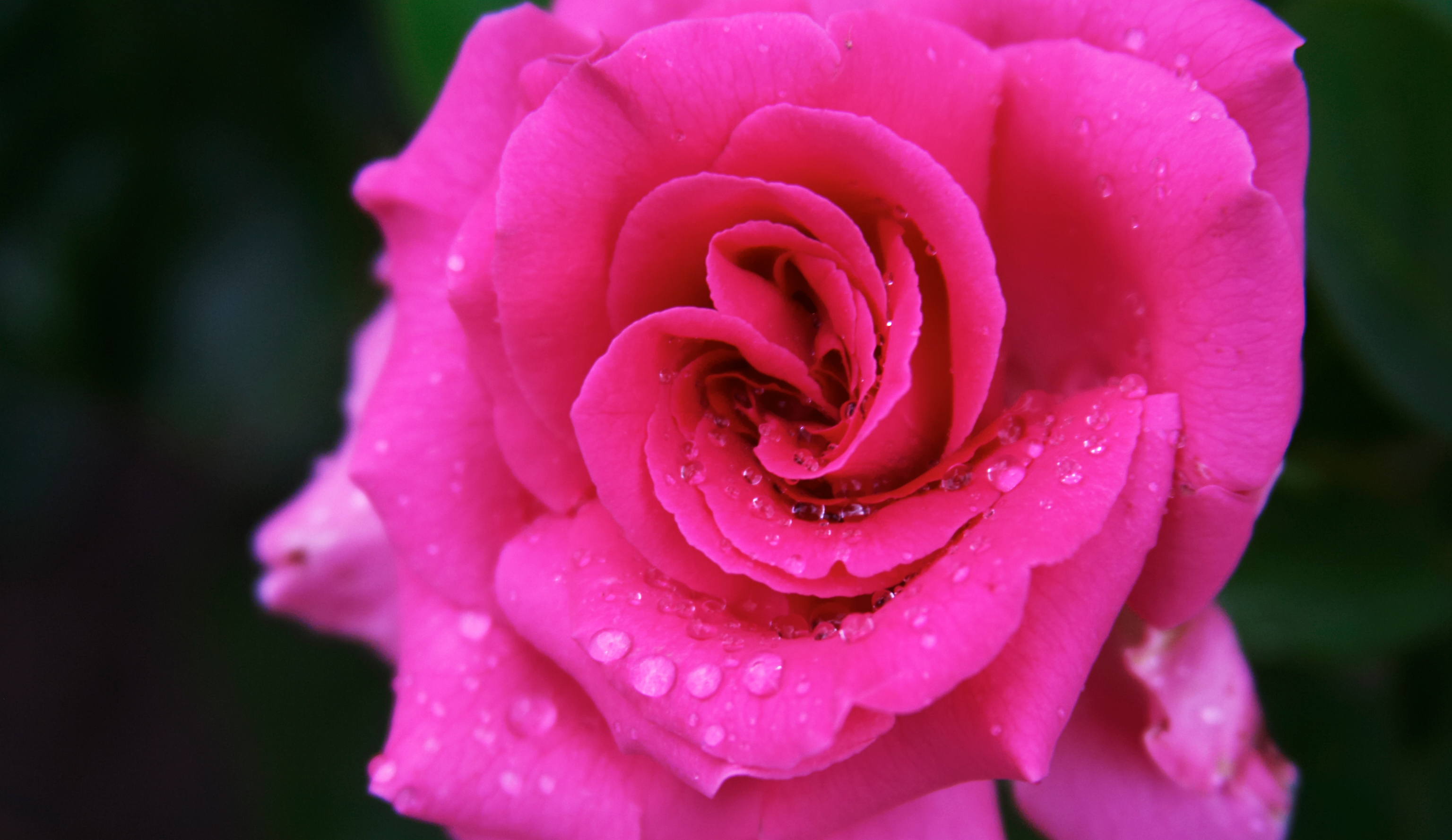 Water Rose
